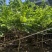 红花紫荆4-5分高2.5-3米中山发货