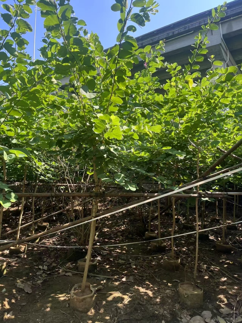 红花紫荆4-5分高2.5-3米中山发货