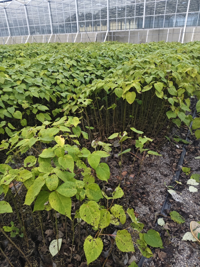 山桐子苗木水冬瓜油葡萄各种规格裸根杯苗