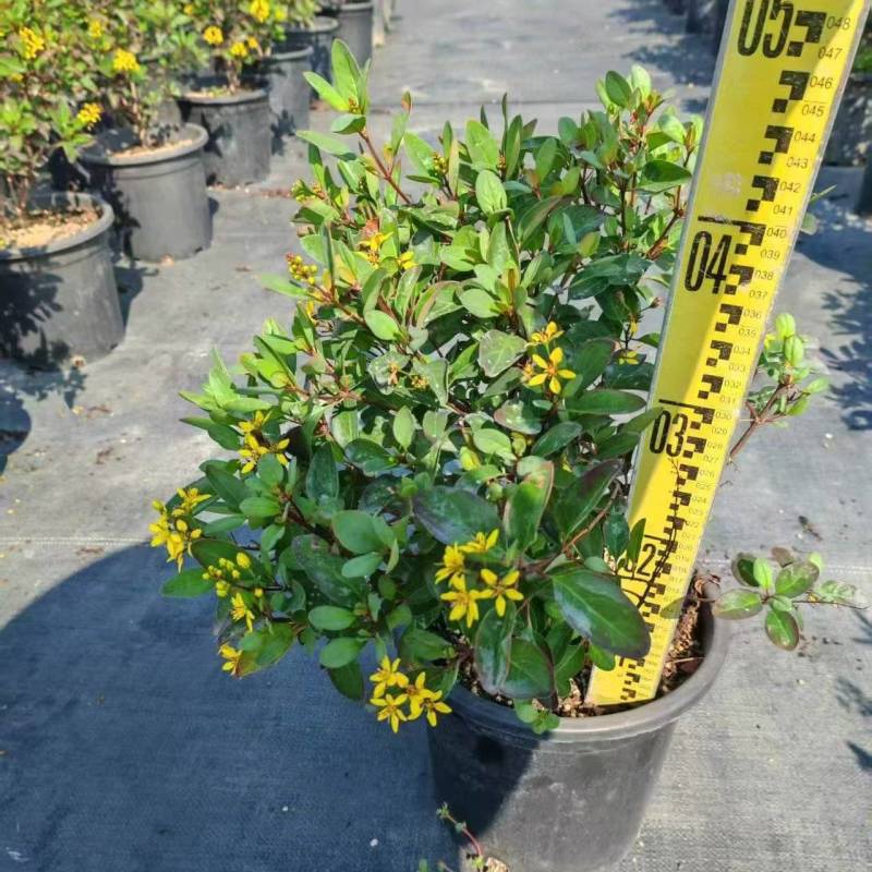 金英花，高30左右，2加仑，四季有花，好养护