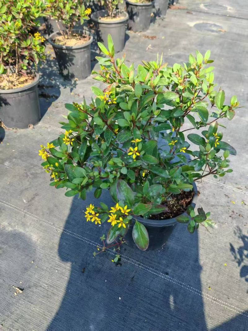 金英花，高30左右，2加仑，四季有花，好养护