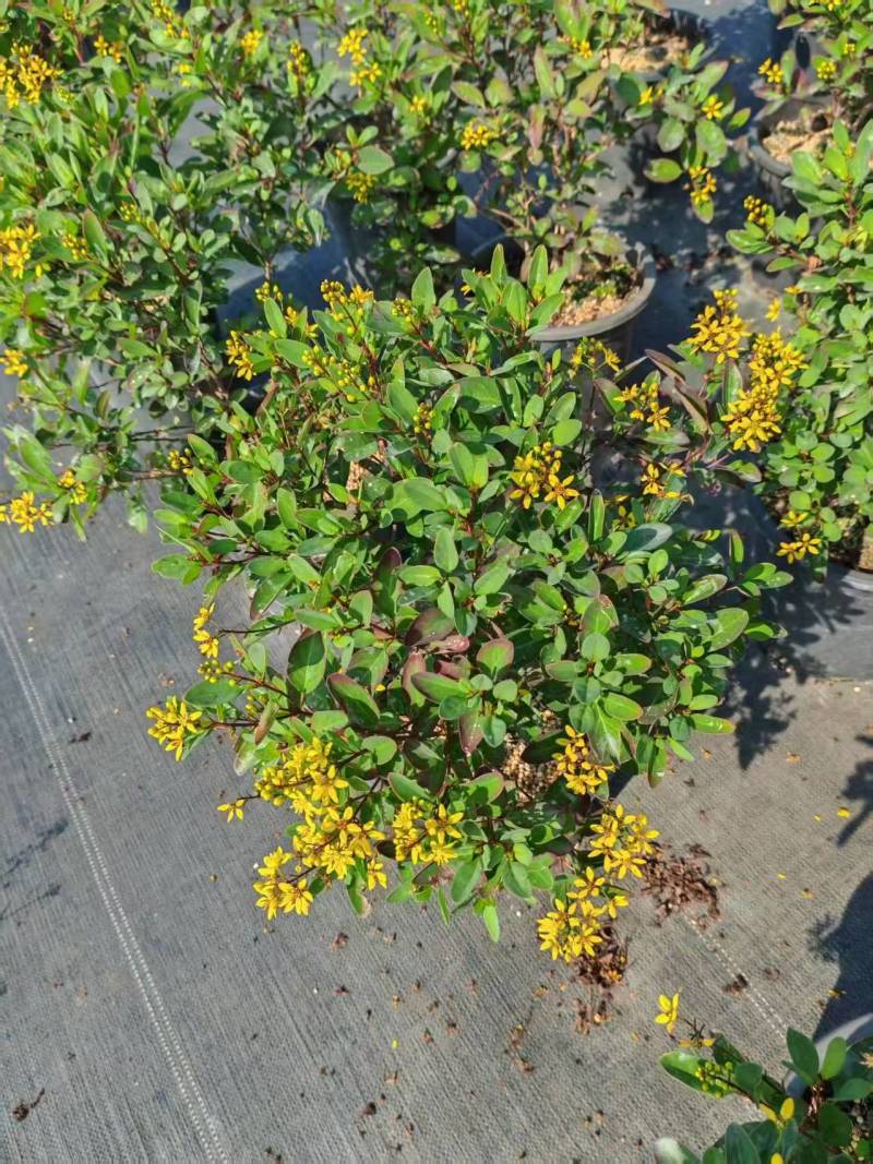 金英花，高30左右，2加仑，四季有花，好养护