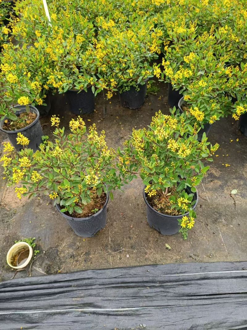 金英花，高30左右，2加仑，四季有花，好养护