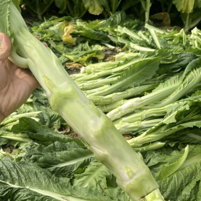 自家农田种植