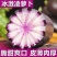 水果冰激凌萝卜