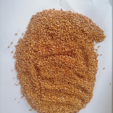 俄罗斯黄金亚麻籽，含油量40，杂质2.4，水份7.3