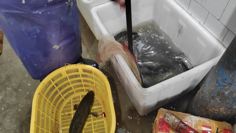 湖北监利黑鱼鲜活水产产地直发