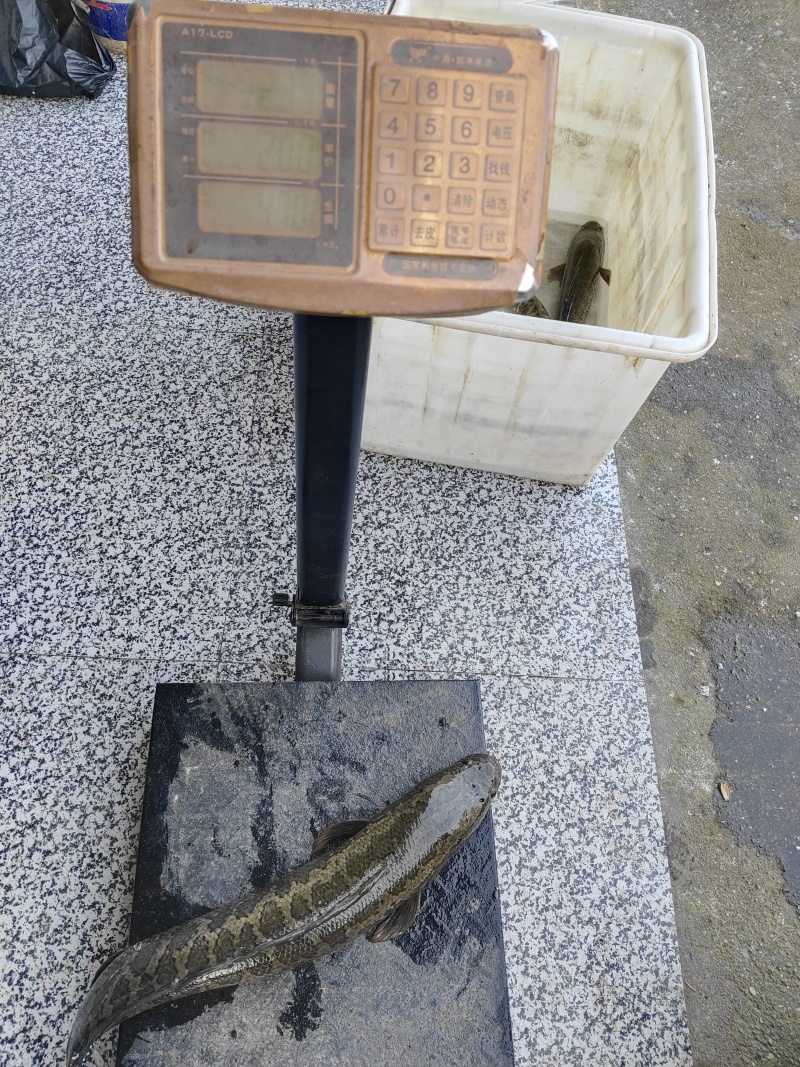 湖北监利黑鱼鲜活水产产地直发