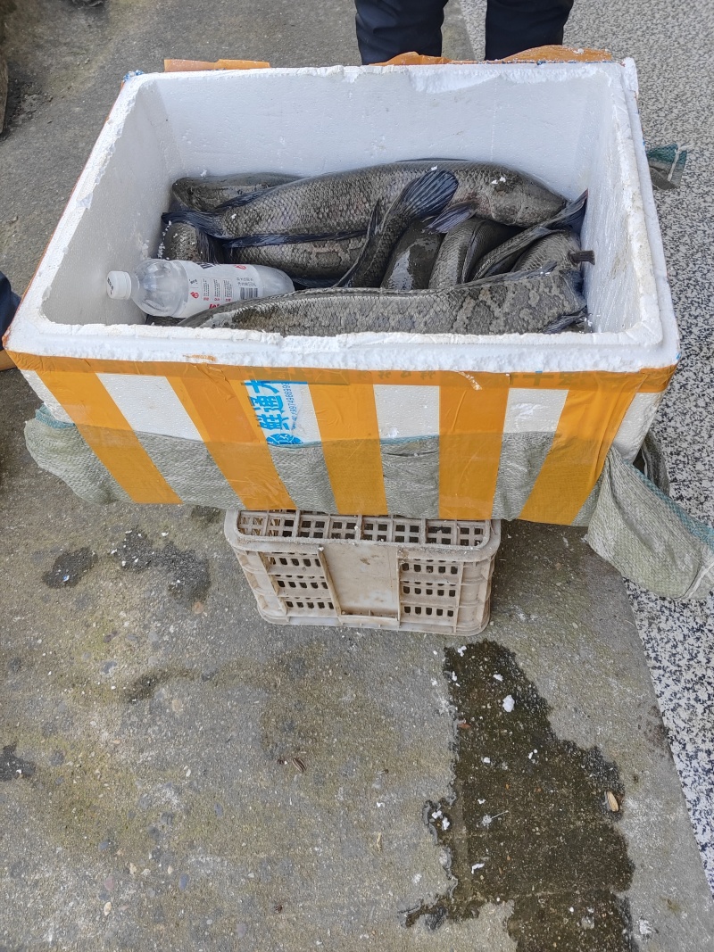 湖北监利黑鱼鲜活水产产地直发