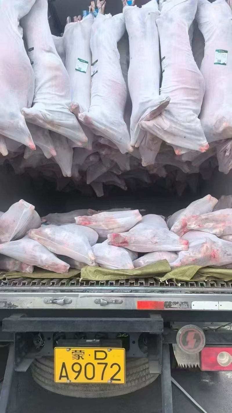 内蒙鲜分直条山羊酮体
