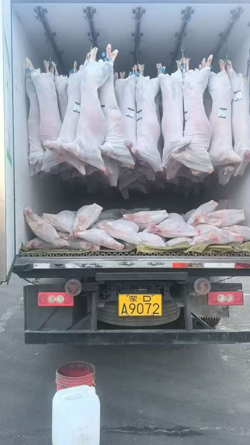 内蒙鲜分直条山羊酮体