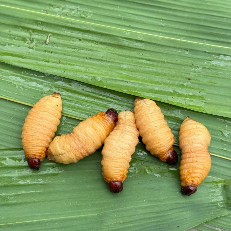 竹虫竹笋虫冻虫
