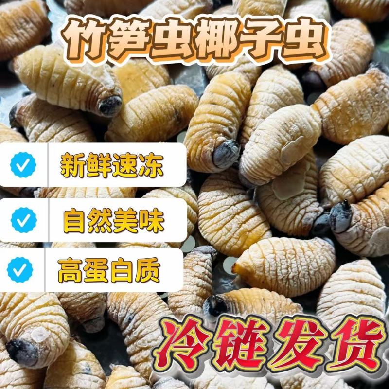 竹虫冻品笋虫