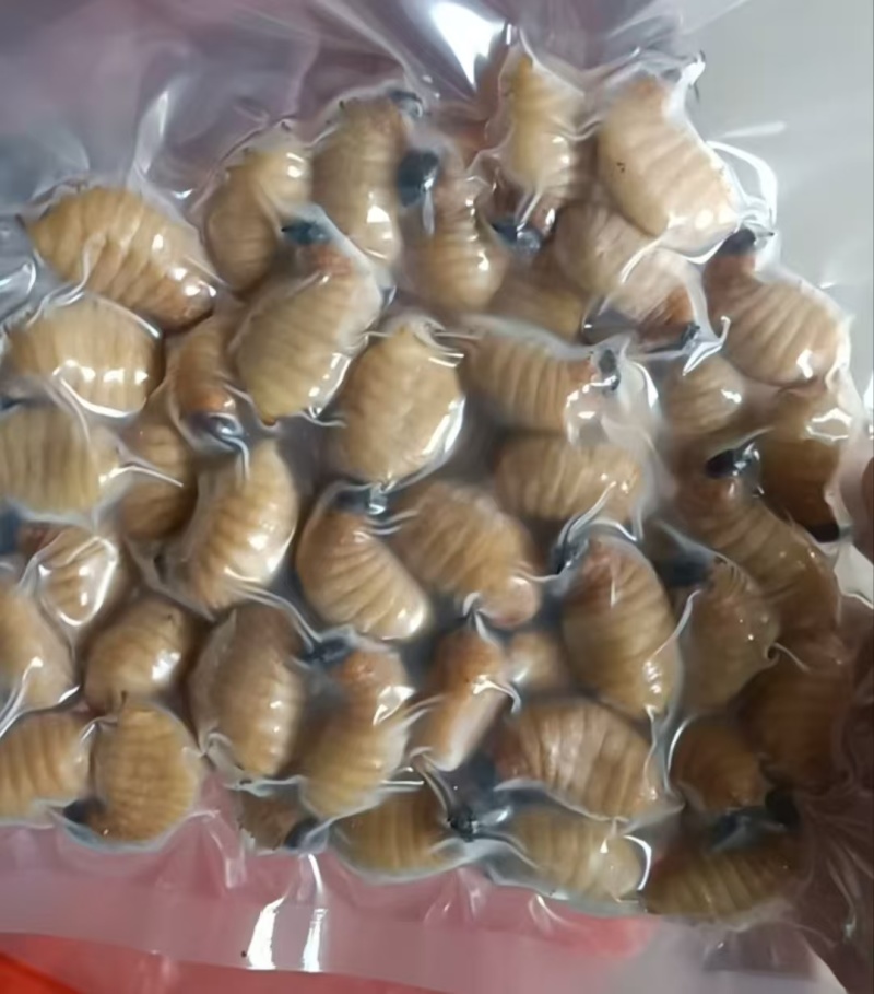 竹虫冻品笋虫