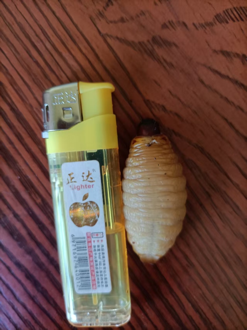 竹虫冻品笋虫