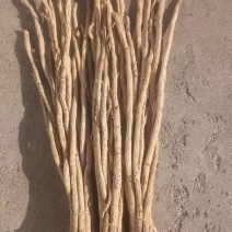 甜口防风产地直销