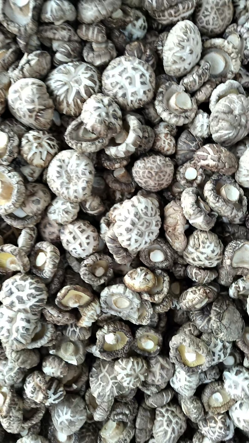 精选白麻花菇肉质厚实，产地直供