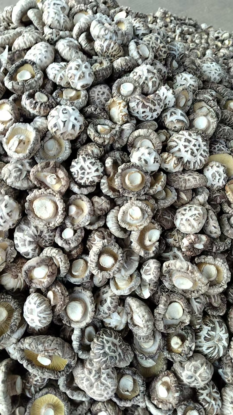 精选白麻花菇肉质厚实，产地直供