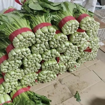 精品小白菜，粗细均匀，量大优惠，全国发货