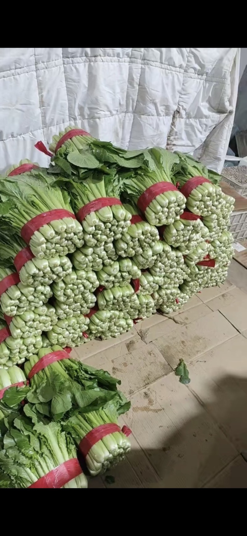 精品小白菜，粗细均匀，量大优惠，全国发货