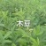 木豆种子厂家一手货源批发品质保证价格美丽欢迎下单咨询