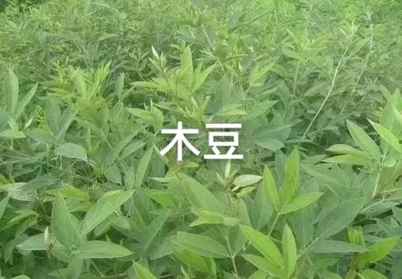 木豆种子厂家一手货源批发品质保证价格美丽欢迎下单咨询
