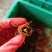 新鲜竹虫种苗甲壳虫竹虫养植种苗批发可预定