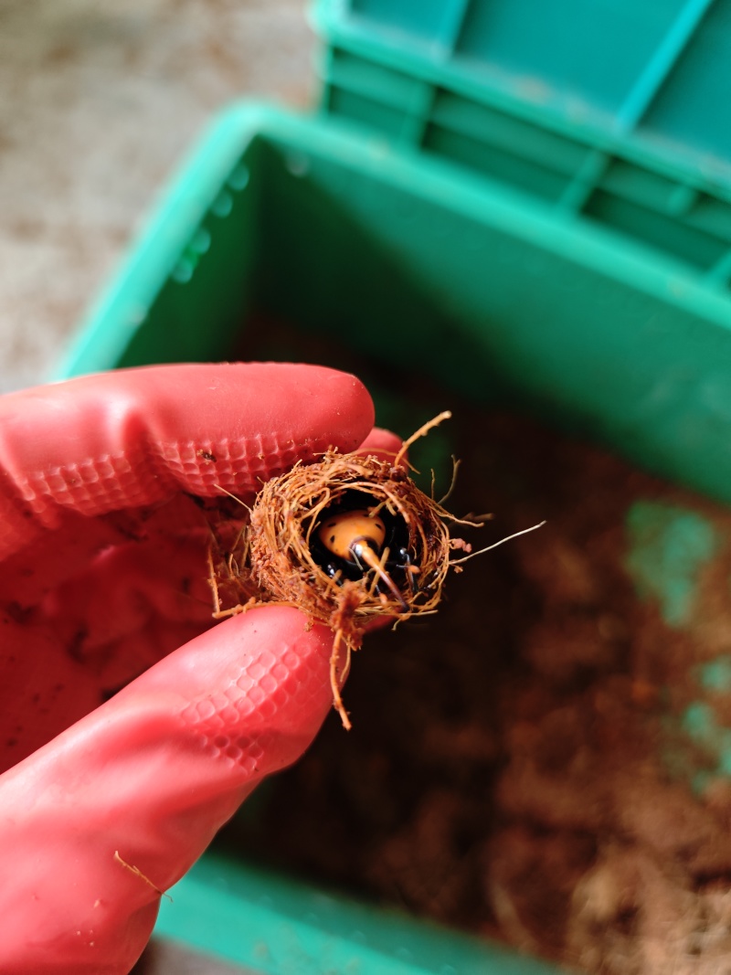 新鲜竹虫种苗甲壳虫竹虫养植种苗批发可预定