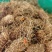 新鲜竹虫种苗甲壳虫竹虫养植种苗批发可预定