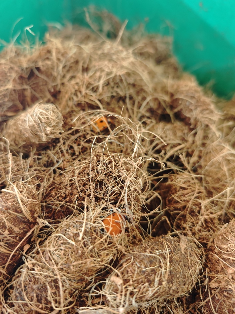 新鲜竹虫种苗甲壳虫竹虫养植种苗批发可预定