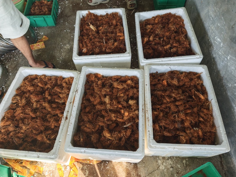 竹虫茧批发竹虫养植甲壳虫茧
