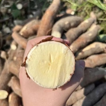 黄心木薯