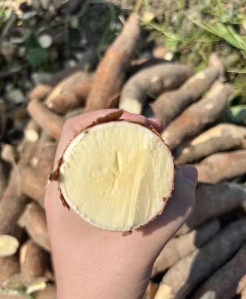 黄心木薯