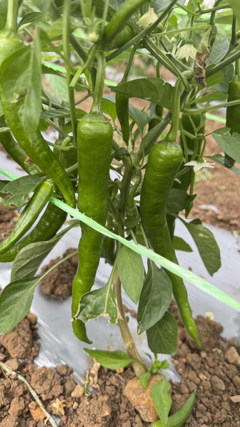 55号8号辣椒协助找货发车对接电商市场视频看过人工分拣