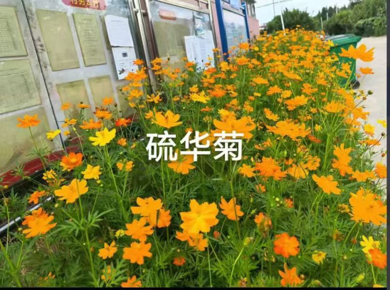 硫华菊花种子四季易播种成活的植物种子庭院阳台绿化景观花草