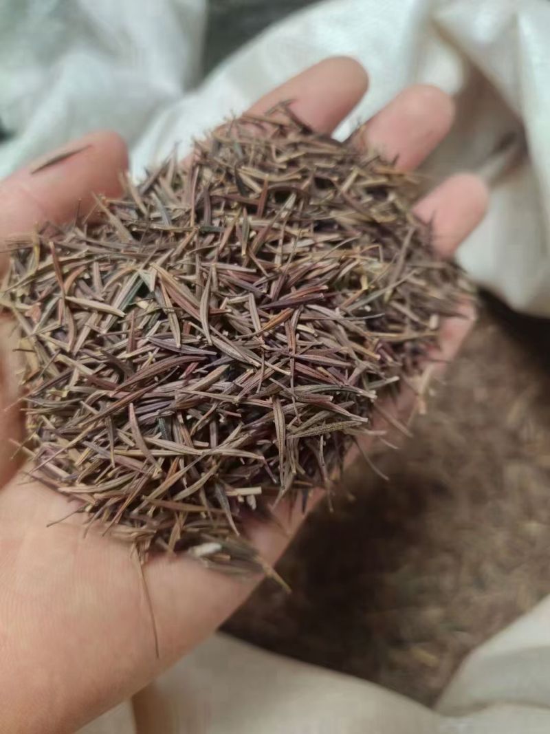 硫华菊花种子四季易播种成活的植物种子庭院阳台绿化景观花草