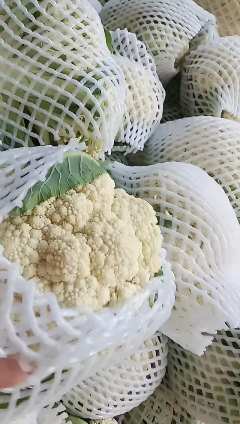 【精品松花菜】花菜支持视频看货，可发往全国市场！