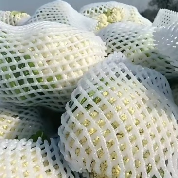【精品松花菜】花菜支持视频看货，可发往全国市场！