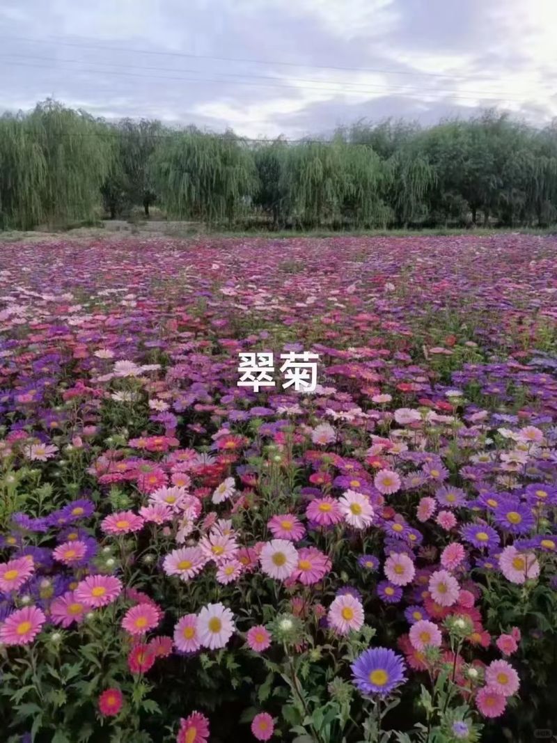 四季种植翠菊种子重瓣矮杆阳台庭院盆栽易活花草花卉菊花种子
