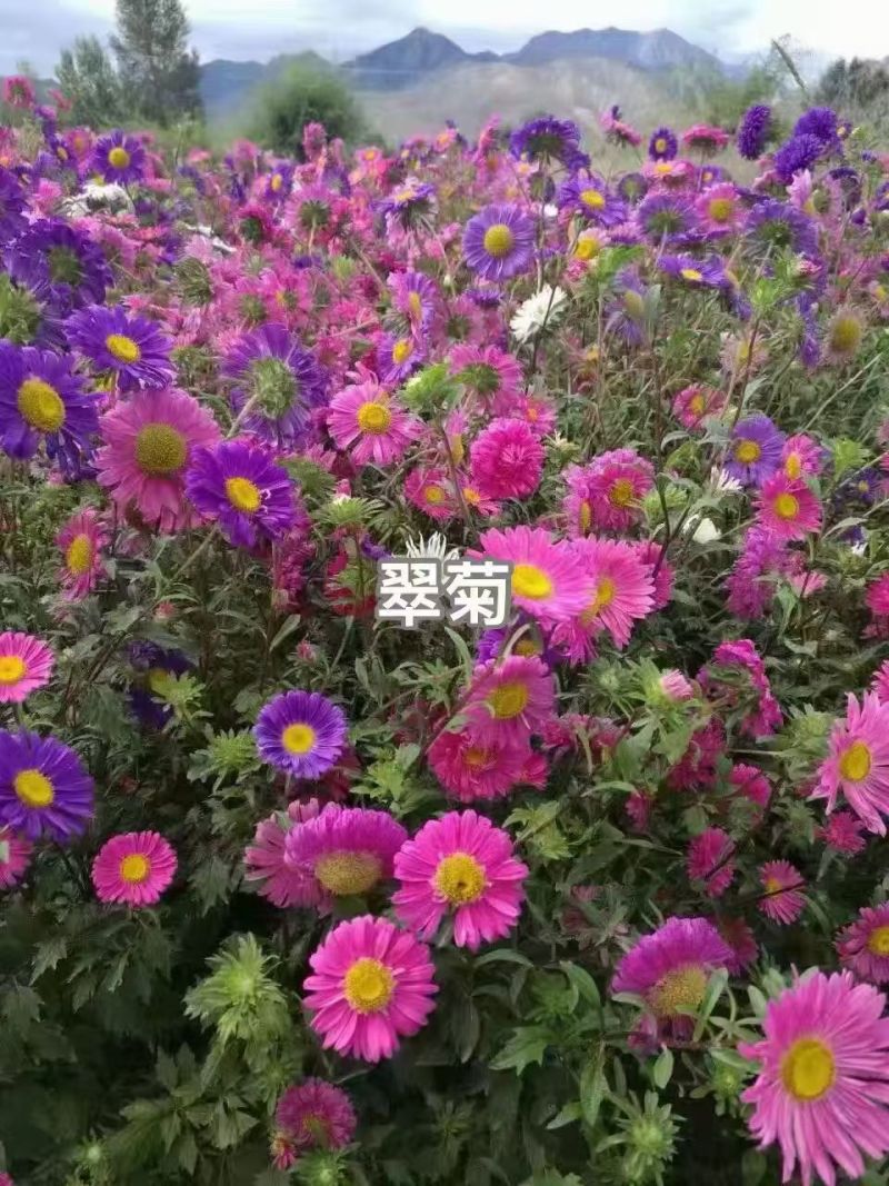 四季种植翠菊种子重瓣矮杆阳台庭院盆栽易活花草花卉菊花种子