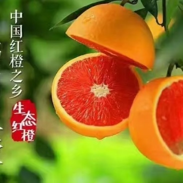 中华红血橙产地直发个头均匀皮薄味甜电商商超直供
