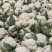 松花菜四川松花菜大量上市一手货源量大从优欢迎来电