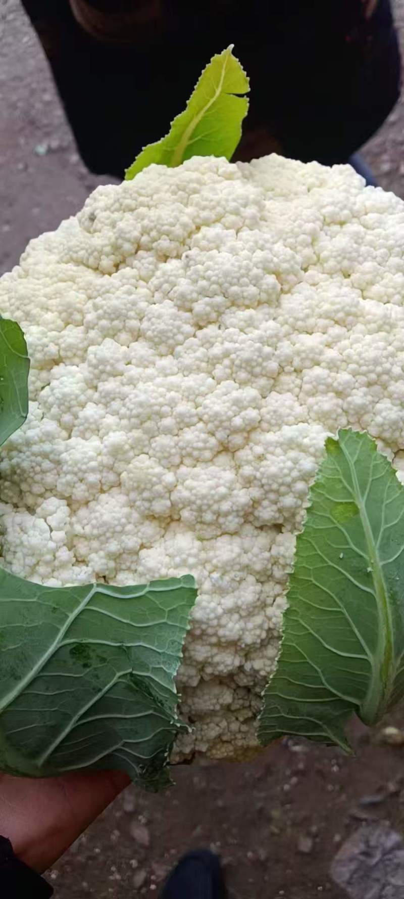 松花菜四川松花菜大量上市一手货源量大从优欢迎来电
