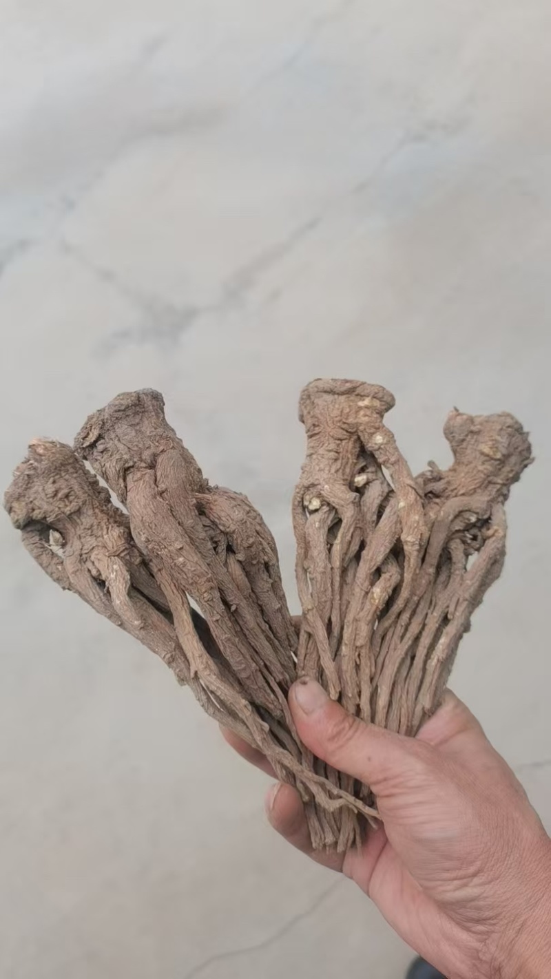 当归半成品