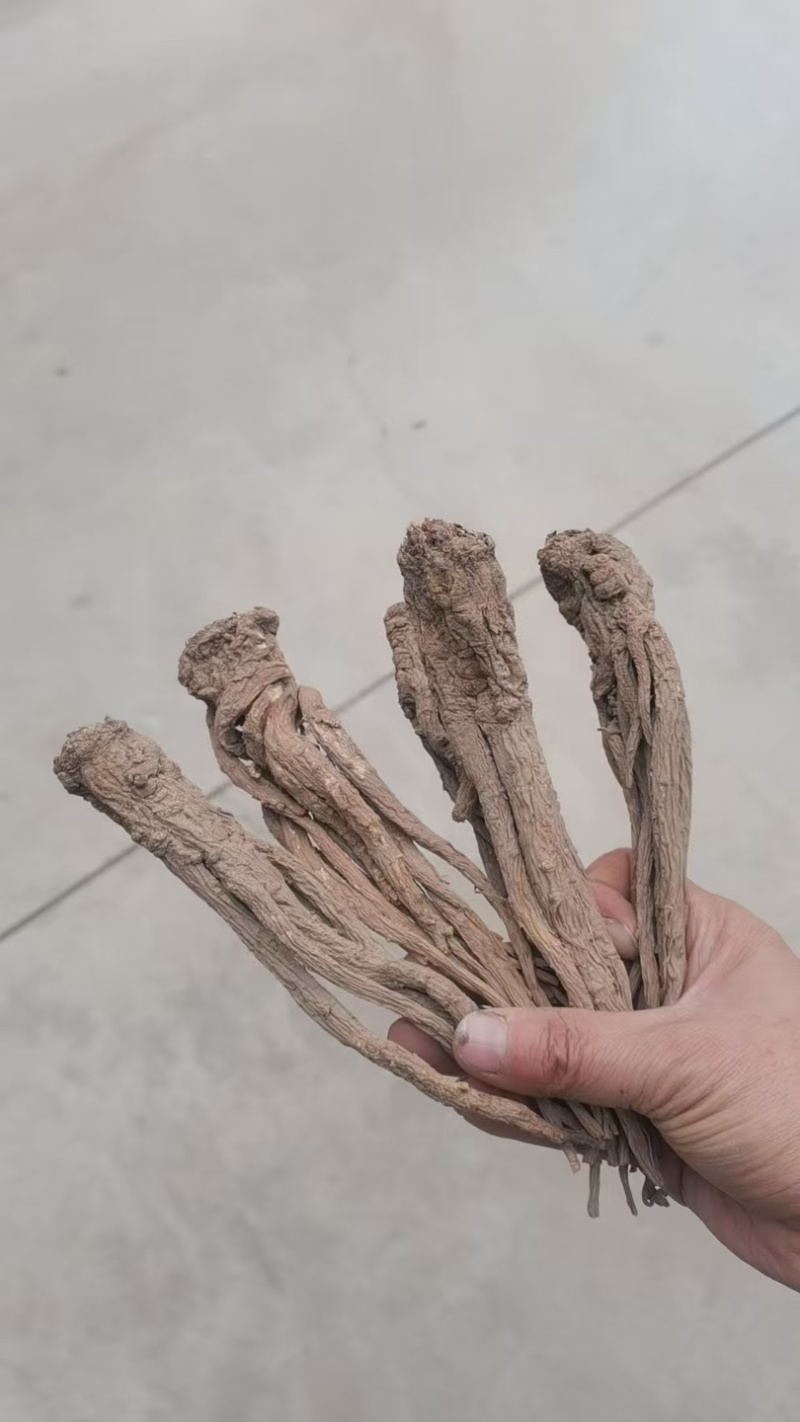 当归半成品