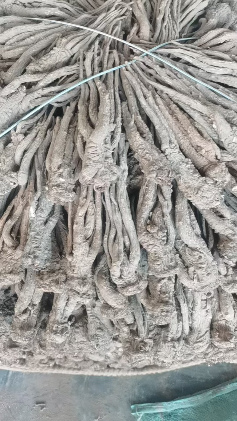 当归半成品