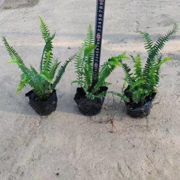 肾蕨排骨草基地直发品种保证支持视频看货