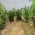 肾蕨排骨草基地直发品种保证支持视频看货