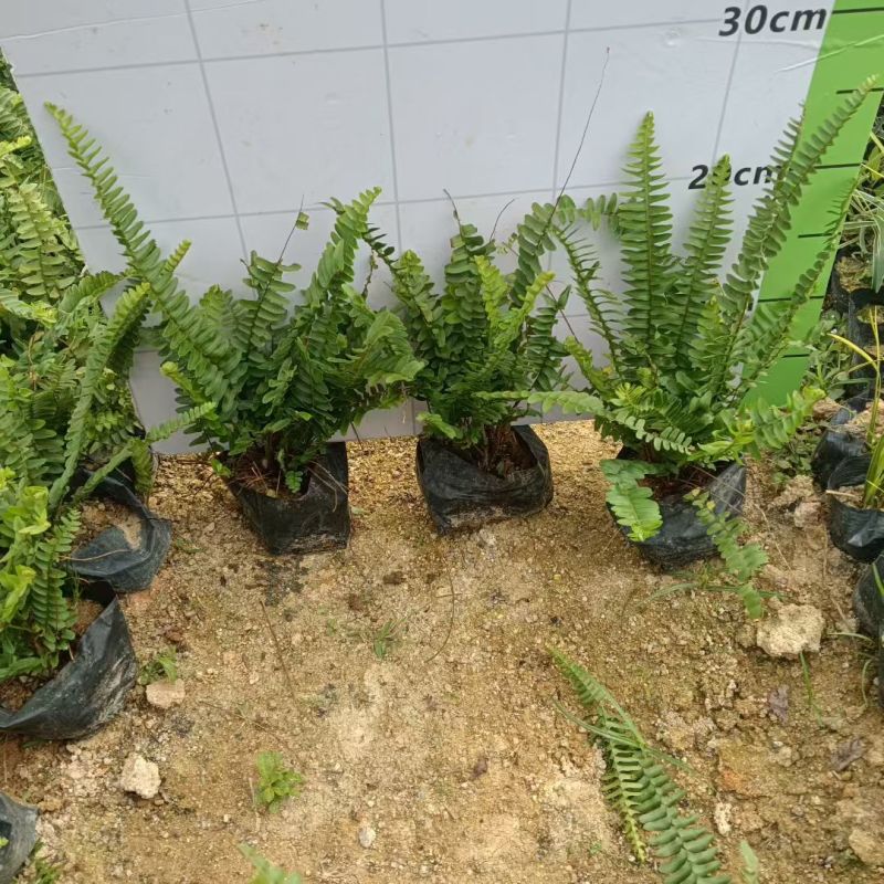 肾蕨排骨草基地直发品种保证支持视频看货