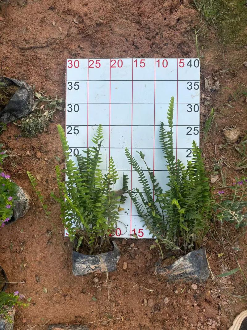 肾蕨排骨草基地直发品种保证支持视频看货